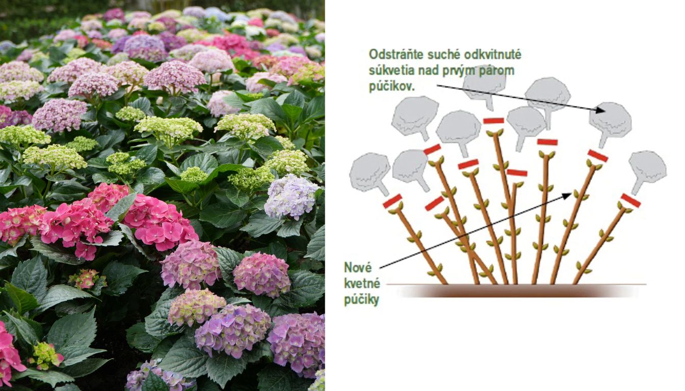Ako strihať hortenziu kalinolist&uacute;.