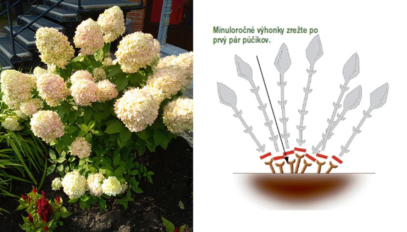 Rez hortenzie metlinatej.