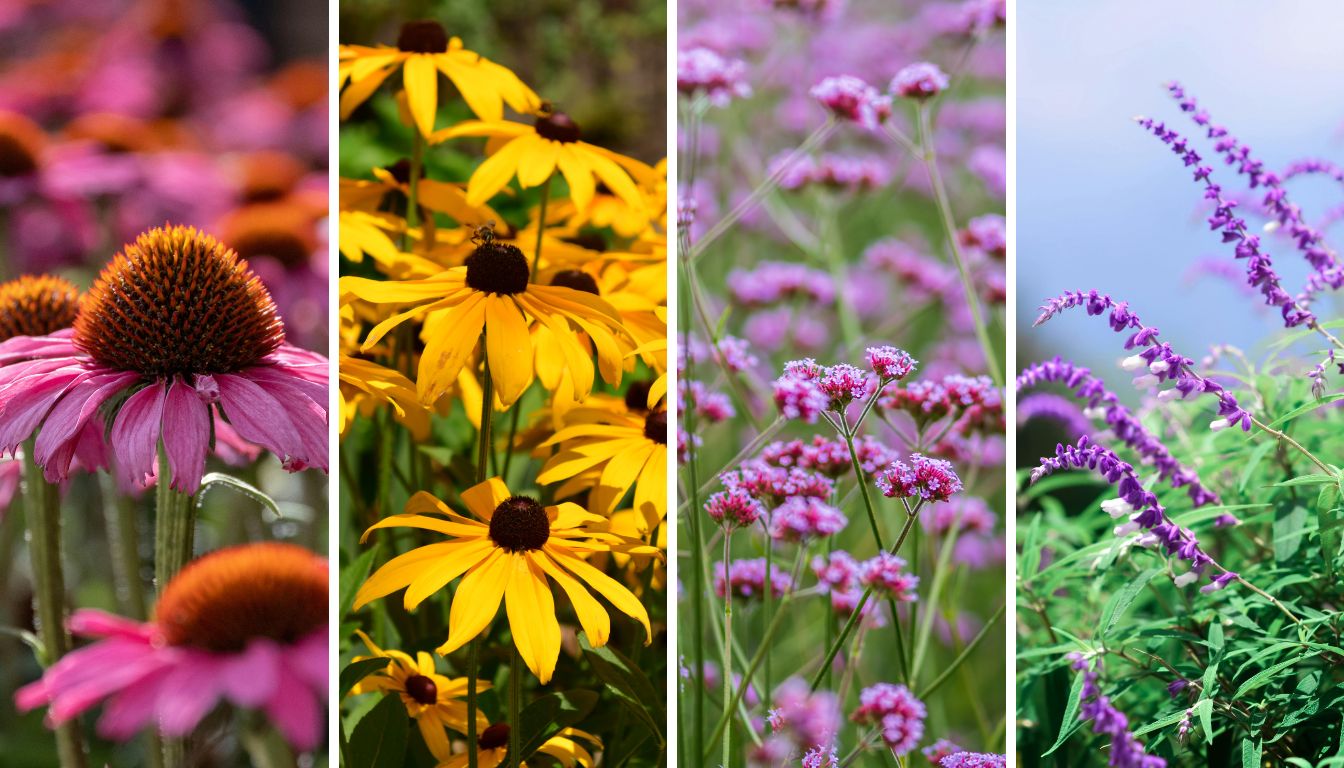 Rezy zn&aacute;mych trvaliek.