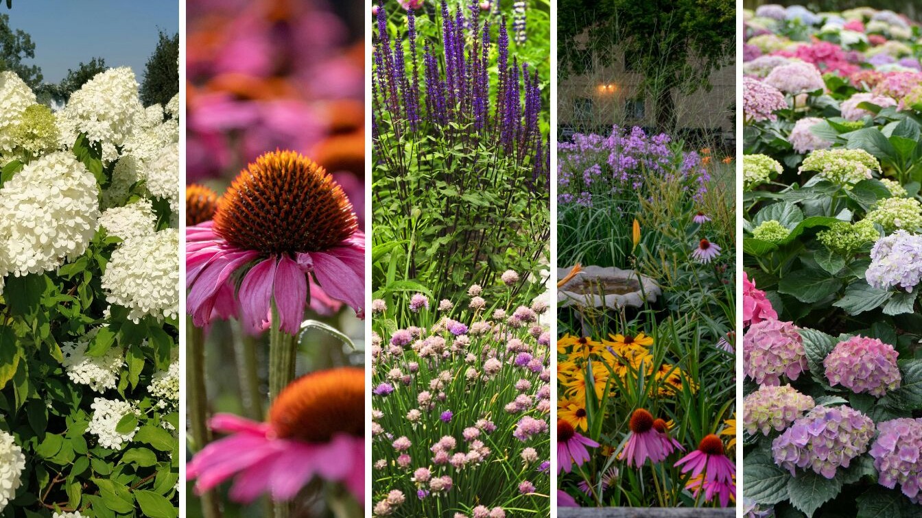 Ako strihať hortenzie a trvalky.