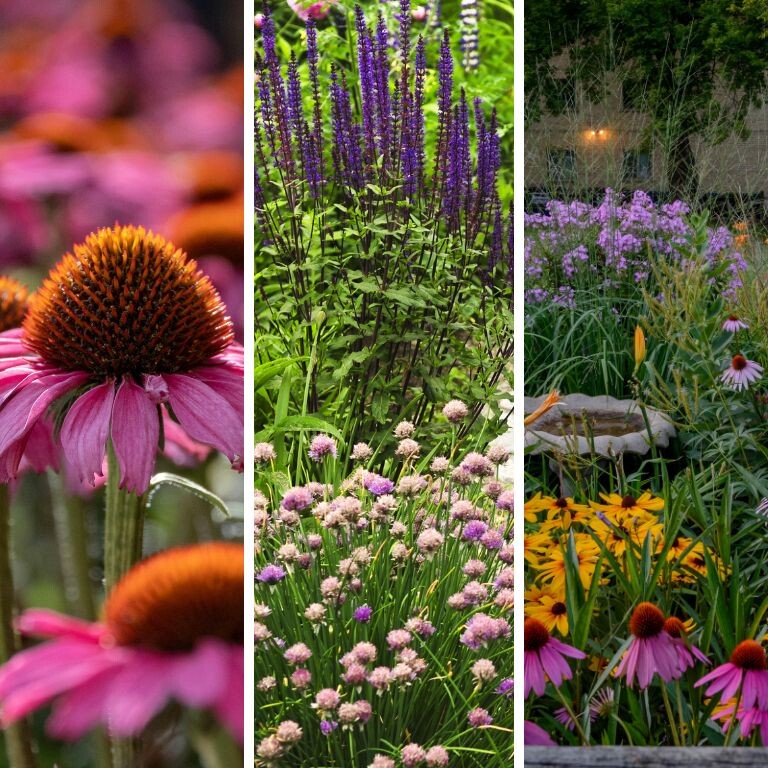 Ako strihať hortenzie a trvalky.