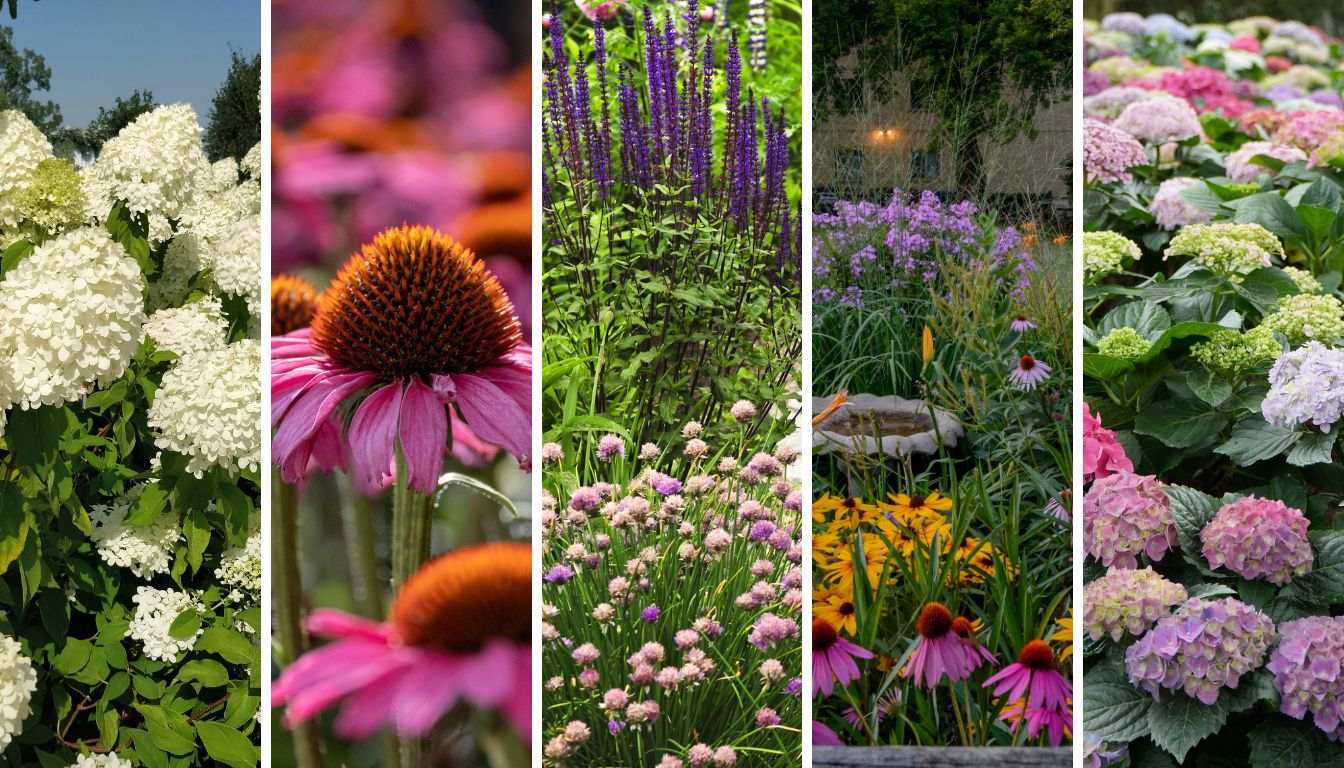 Ako strihať hortenzie a trvalky.